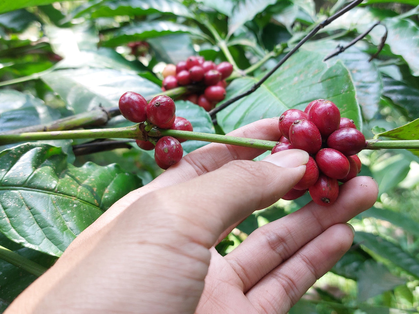 Der Mythos vom „frischen Kaffee“